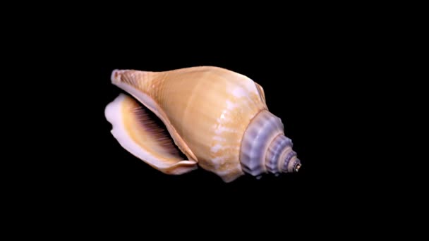 Seashell aislado sobre fondo negro de cerca, detalle
 - Metraje, vídeo