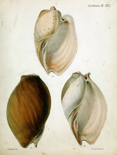 Ilustração de conchas. Conchologia iconica, ou, Ilustrações das conchas de animais moluscos
. - Foto, Imagem