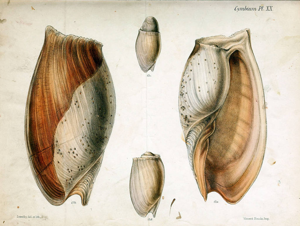 Tengeri kagylókból illusztrációja. Conchologia iconica, vagy a héját molluscous állat illusztrációk. - Fotó, kép
