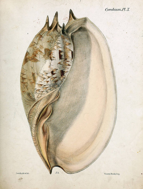 Tengeri kagylókból illusztrációja. Conchologia iconica, vagy a héját molluscous állat illusztrációk. - Fotó, kép