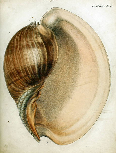 Illustration de coquillages. Conchologia iconica, ou, Illustrations des coquilles d'animaux mollusques
. - Photo, image