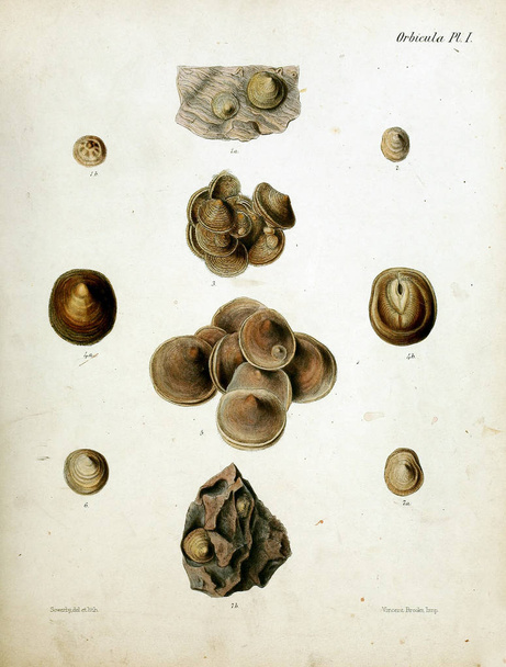 Ilustración de conchas marinas. Conchologia iconica, or, Ilustraciones de las conchas de animales moluscos
. - Foto, Imagen