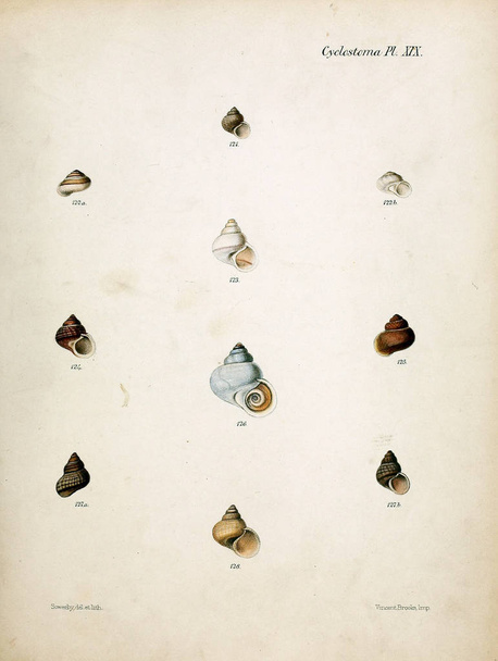 Illustratie van schelpen. Conchologia iconica en illustraties van de schelpen van molluscous dier. - Foto, afbeelding