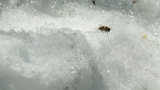 Bee sitting in the snow - Footage, Video