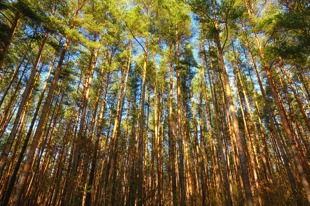 Majestuoso bosque de pinos
.  - Foto, Imagen