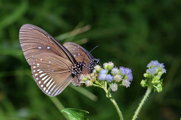Gros plan de deux papillons se nourrissant de fleurs
 - Photo, image