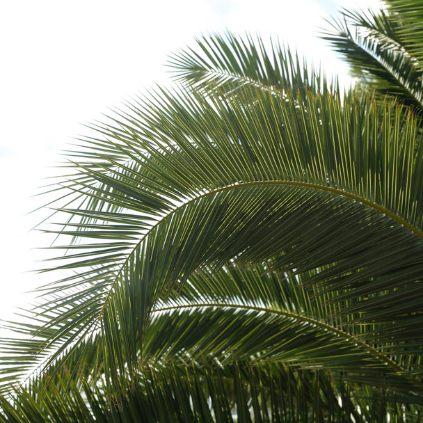 Palmiye ağaçları Sochi, Rusya Federasyonu. Seçilen odak. - Fotoğraf, Görsel