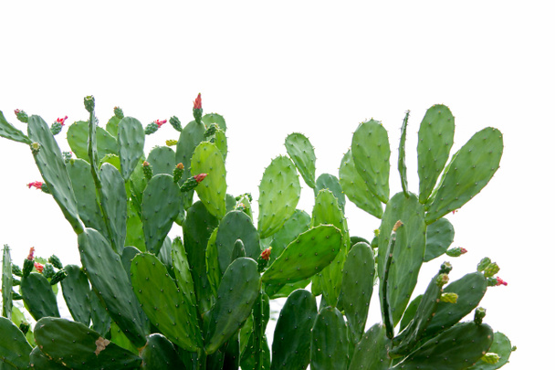 cactus closeup. - Photo, Image