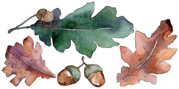 Дубовые листья в изолированном акварельном стиле
. - Фото, изображение