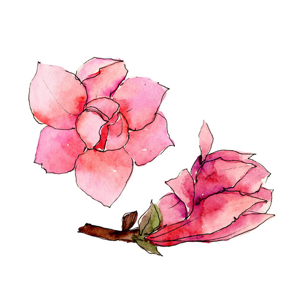 Wildflower magnolia kwiat w stylu przypominającym akwarele na białym tle. - Zdjęcie, obraz