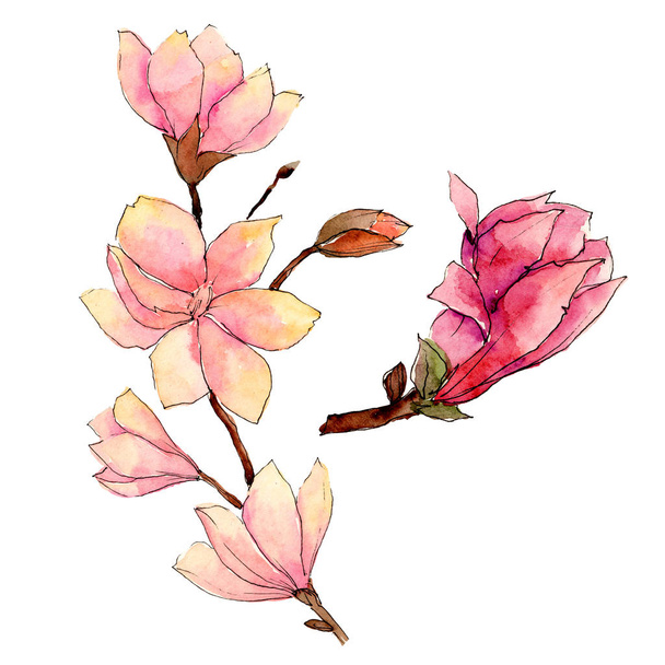 Wildflower magnolia kwiat w stylu przypominającym akwarele na białym tle. - Zdjęcie, obraz