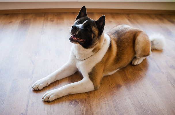erstaunliche amerikanische Akita Hund posiert. alt groß akita junge. - Foto, Bild