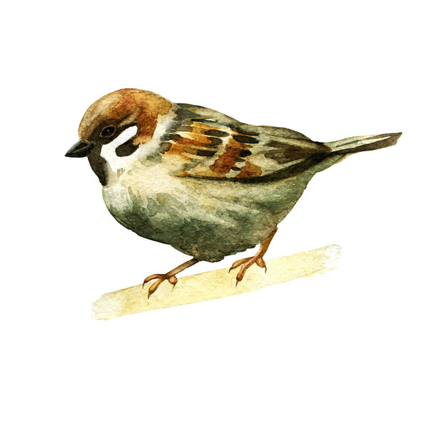 Watercolor illustration. Image of a sparrow. - 写真・画像