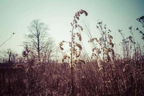 A meadow in autumn - Фото, зображення