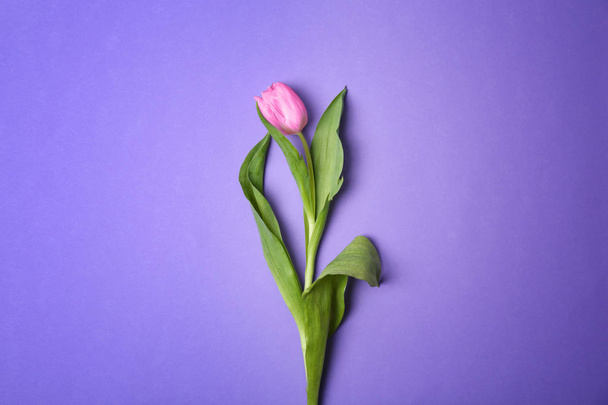 Beautiful tulip on color background - Фото, зображення