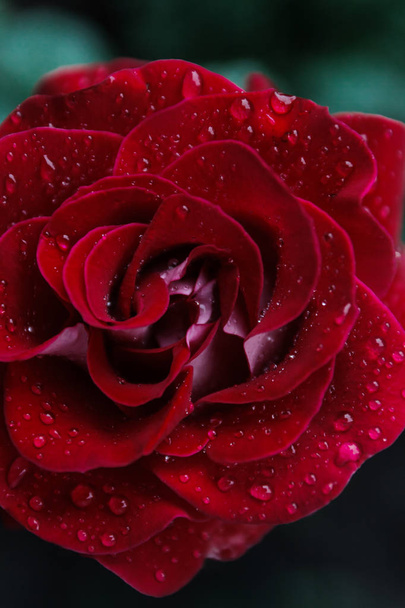 Makroaufnahme einer dunkelroten Rose mit Wassertropfen. Extrem nah - Foto, Bild