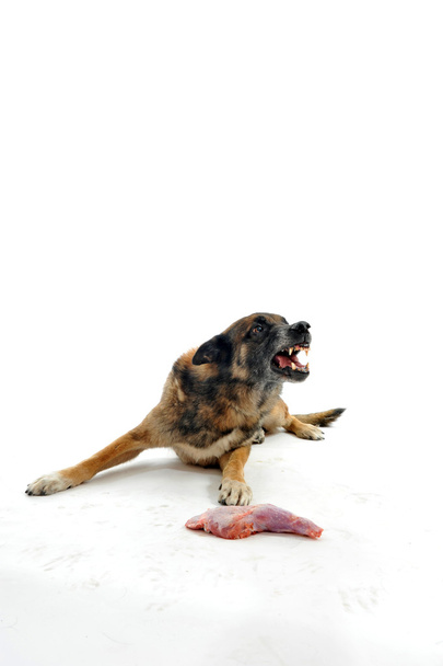 Hund und Fleisch - Foto, Bild