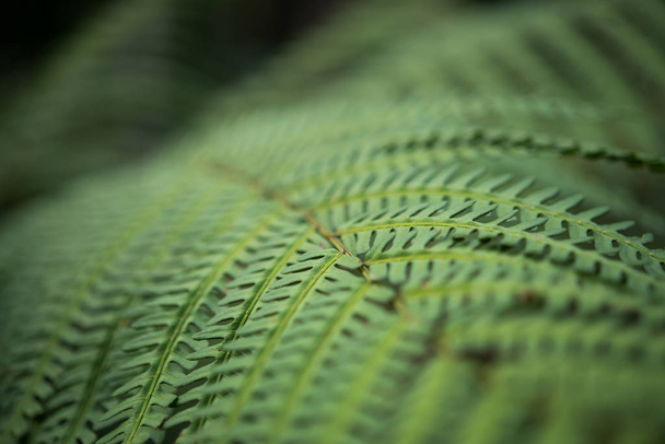 Close-up of green plant leaf - Foto, afbeelding