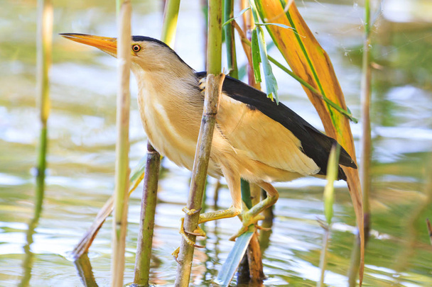 wild bird hid in thickets of reeds - Foto, afbeelding