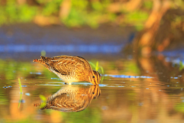 snipe summer morning looking for food in water , birds, wildlife and season change - Photo, Image