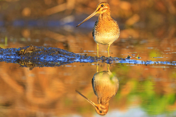 snipe with a long beak and a reflection in water, birds, wildlife and season change - Photo, Image