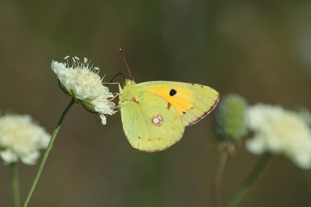 Buterfly (Colias żółtawy) - Zdjęcie, obraz