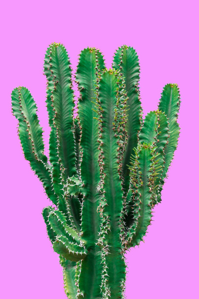 Cactus isolated on blue background - 写真・画像