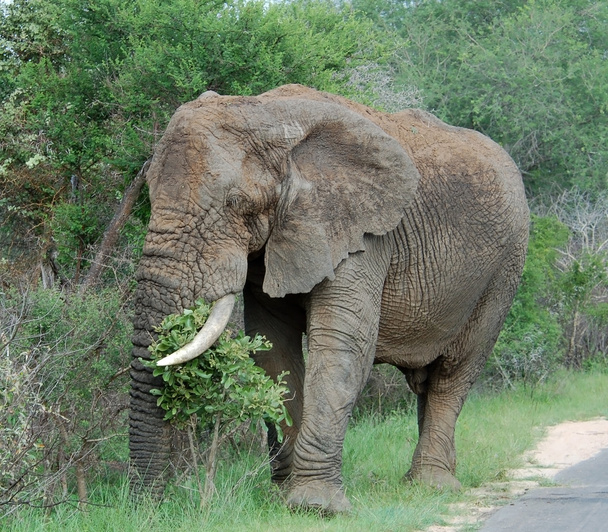 Dieren in het wild: Afrikaanse olifant - Foto, afbeelding