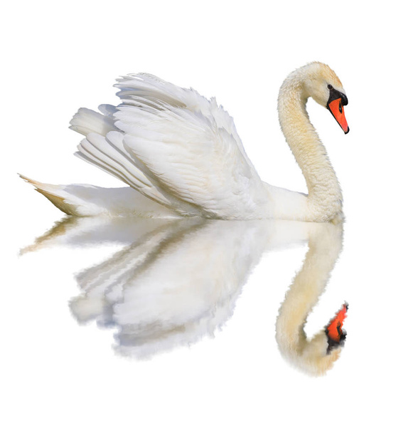 cisne blanco se aísla sobre un fondo blanco, diseño y vida silvestre
 - Foto, imagen