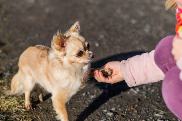 Freundschaft zwischen Mensch und kleinem Hund, Händeschütteln und Pfote - Foto, Bild