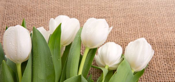 jarní bílé tulipány . - Fotografie, Obrázek