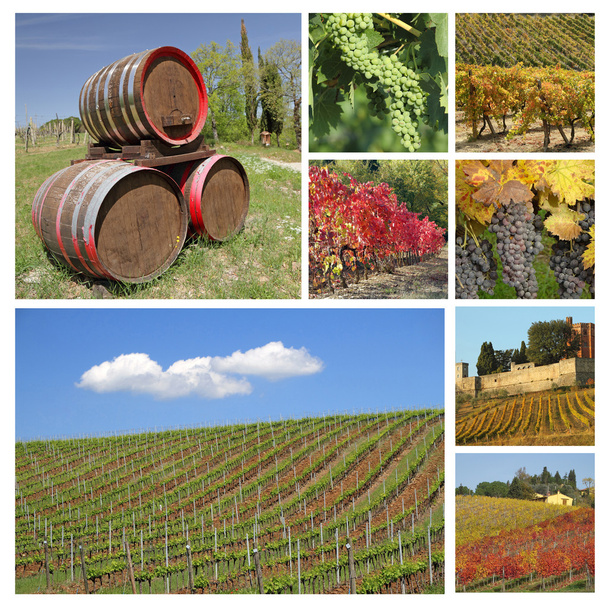 Wine collage - Photo, Image