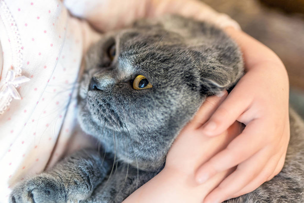 Close-up πορτρέτο της γάτας που αγκάλιασε από παιδί. Γατάκι υπομονή. Καλύτεροι φίλοι. Κατοικίδιο ζώο φροντίζω - Φωτογραφία, εικόνα