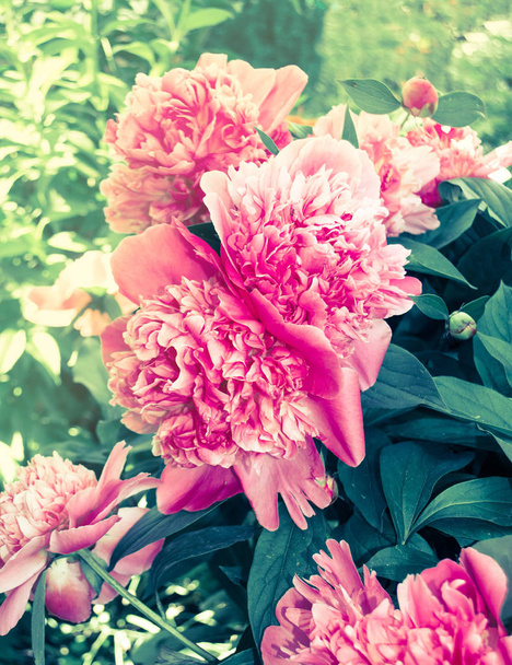 ροζ παιώνιες στον κήπο - Φωτογραφία, εικόνα