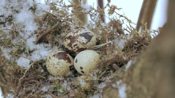 Nid d'oiseau sur une branche d'arbre avec trois œufs congelés à l'intérieur, hiver
. - Séquence, vidéo