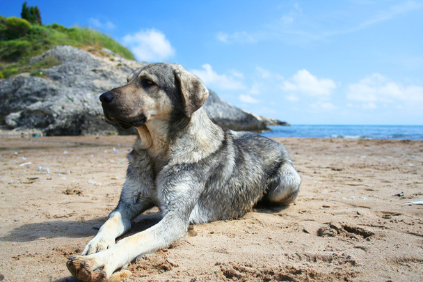 Dog lying on the beach - Foto, Imagem