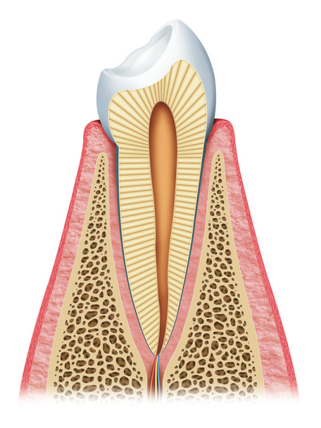 The tooth - Photo, Image