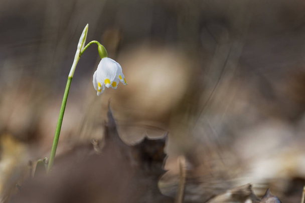 Hermosa floración de la flor de copo de nieve de primavera blanca
 - Foto, Imagen