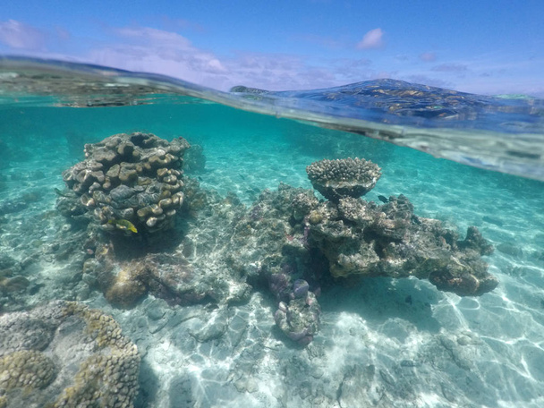 Recifes de Coral vida marinha em Rarotonga Ilhas Cook
 - Foto, Imagem