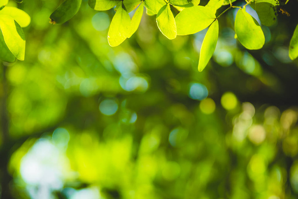 piękny naturalny zielony liść i Abstrakcja rozmycie bokeh światła liczby - Zdjęcie, obraz