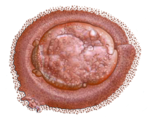 Cellula madre
 - Foto, immagini