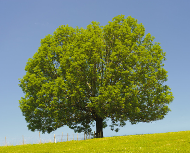 Ash tree - Фото, зображення