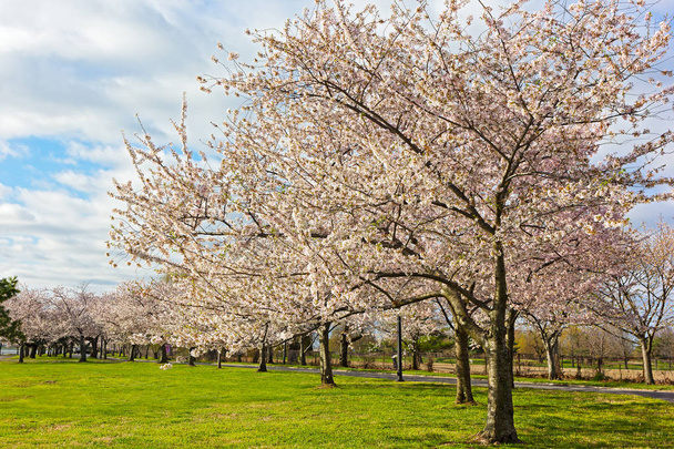 Ciliegi in fiore all'East Potomac Park a Washington DC, USA. Fiori abbondanti su ciliegi maturi in primavera
. - Foto, immagini