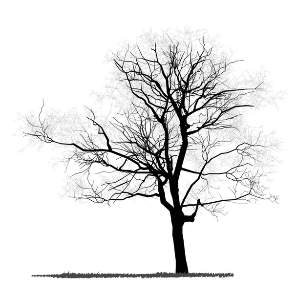 векторний малюнок дерева - детальний вектор
  - Вектор, зображення