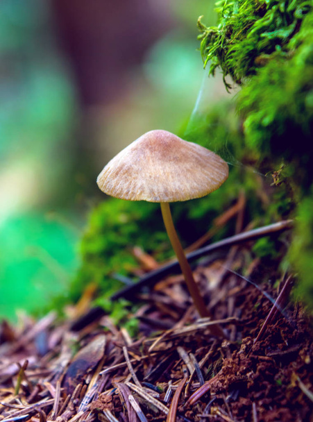 Foto de um cogumelo selvagem marrom na floresta se montanhas dos Cárpatos
 - Foto, Imagem