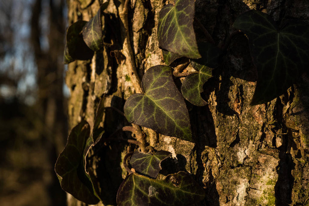 ivy on a tree in great light, macro close up shot of an ivy leaf in golden light - Zdjęcie, obraz