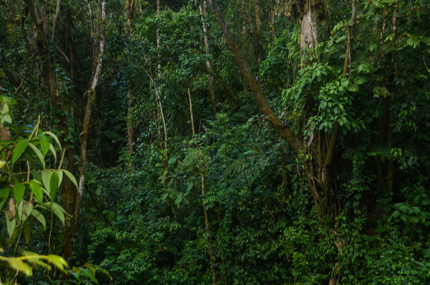 コスタリカの熱帯雨林 - 写真・画像