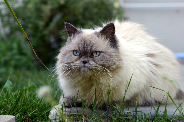 šedá kočka - Fotografie, Obrázek