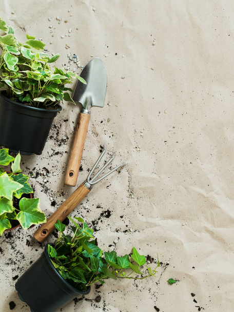 Composition of gardening tools with succulents and ivy in pots on rumpled craft paper - Foto, imagen