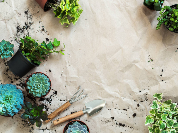 Composition of gardening tools with succulents and ivy in pots on rumpled craft paper - Фото, зображення